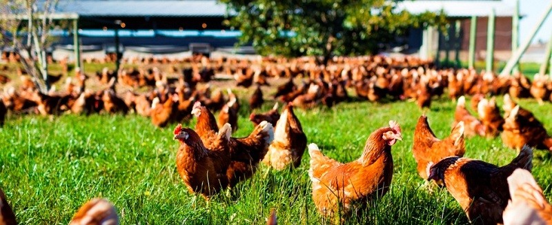 Kwaliteit De Korrelige Vorm van de Chelatrixlaag C5232k Service